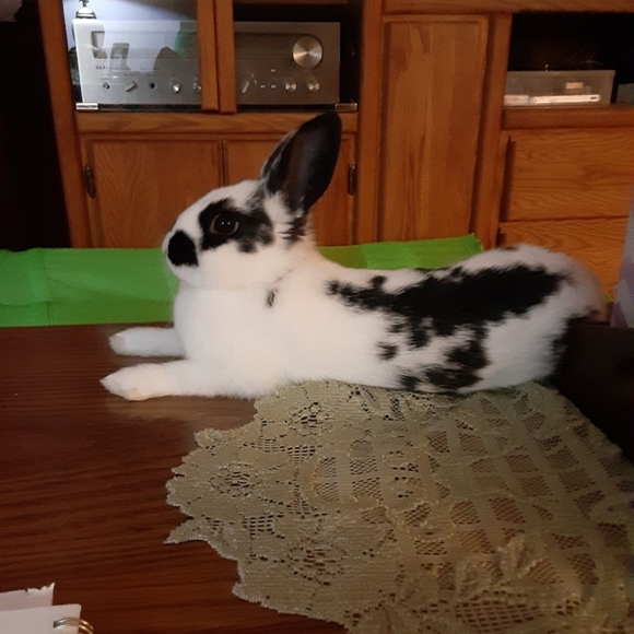 MEET MY BABY! - Picture 2 of 5